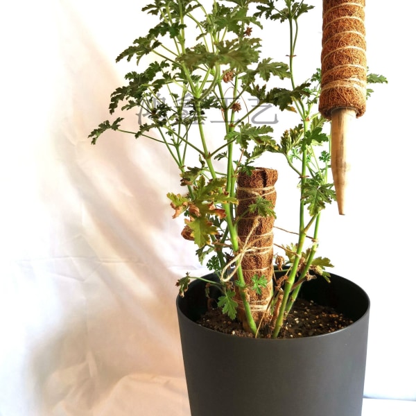 30 cm 2-pack Växtstöd, Kokosstöd, Kokospåle, Kokospinne