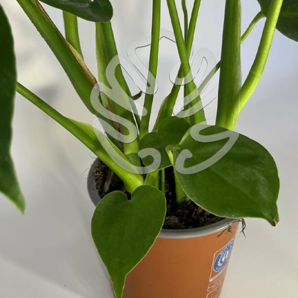 2 st Monstera Växtstöd Inomhus Växtstöd Pinnar Växtstamstöd Bladklämma För Växter Plast Klar Monstera Form Pinne För Utomhus Eller Inomhus