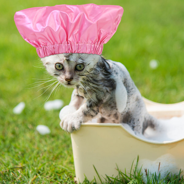 Vanntett badehette for kjæledyr, dusjhette for katt, gjenbrukbar dusjhette for hund, utstilling
