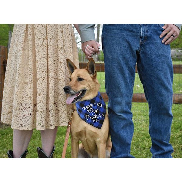 Jag ska bli storebror hundbandanas - husdjursbebis bulletin rutig hundhalsduk