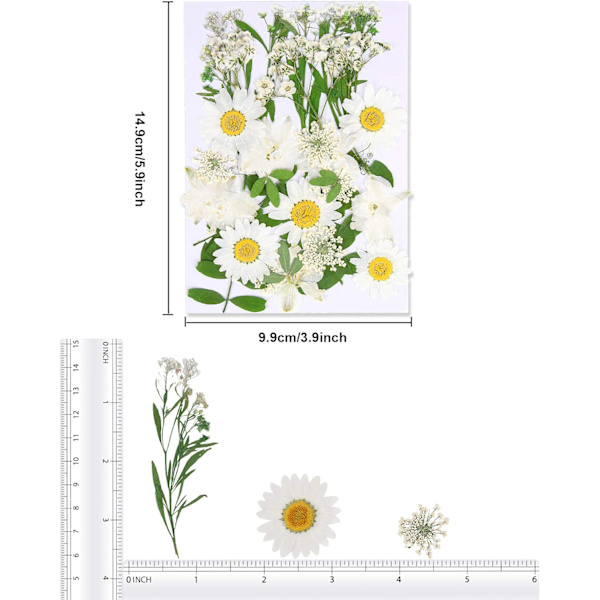Tørrede pressede blomster, naturlige tørrede blomster, ægte pressede