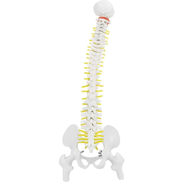 Biologisk model 45cm anatomisk fleksibel menneskelig rygsøjle hvirvelsøjle lænde kurve model anatomi rygsøjle Med