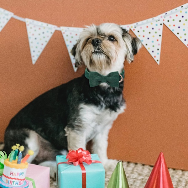 Grøn hundekrave til små hunde, sød fløjlskrave med butterfly-sikkerhedsmetalspænde, justerbar hvalpekrave til små, mellemstore og store grønne S