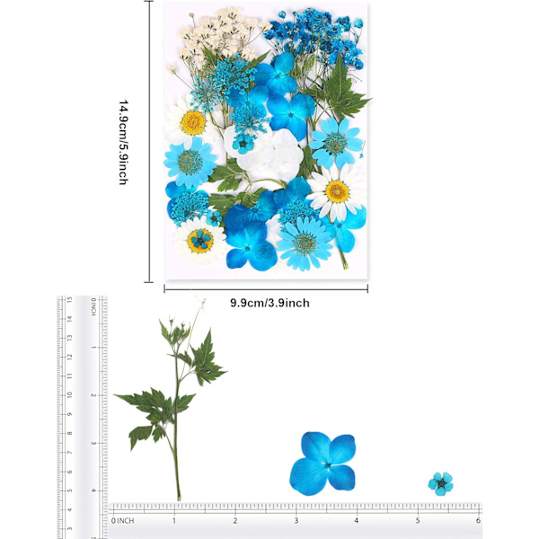 Tørrede pressede blomster, naturlige tørrede blomster, ægte pressede