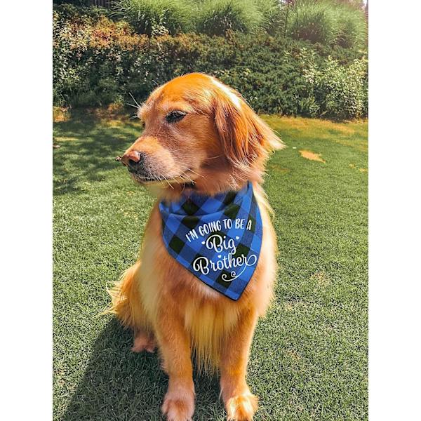 Jag ska bli storebror hundbandanas - husdjursbebis bulletin rutig hundhalsduk