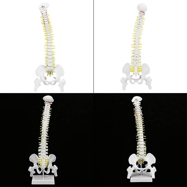 Biologisk model 45cm anatomisk fleksibel menneskelig rygsøjle hvirvelsøjle lænde kurve model anatomi rygsøjle Med