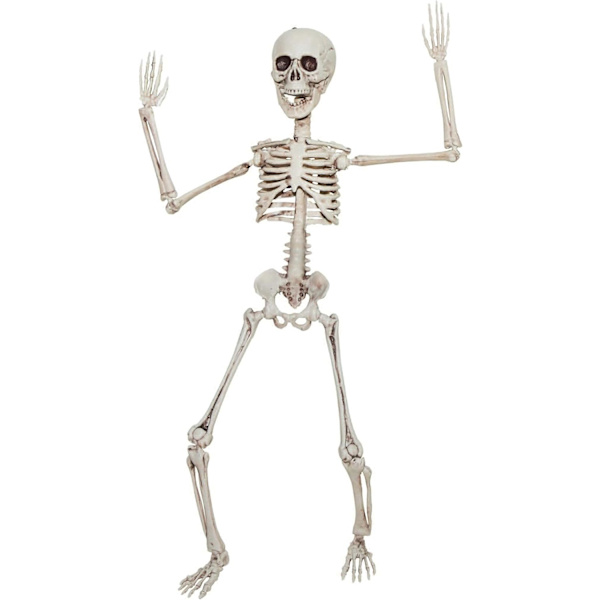 Poseable Skelet 20 tommer