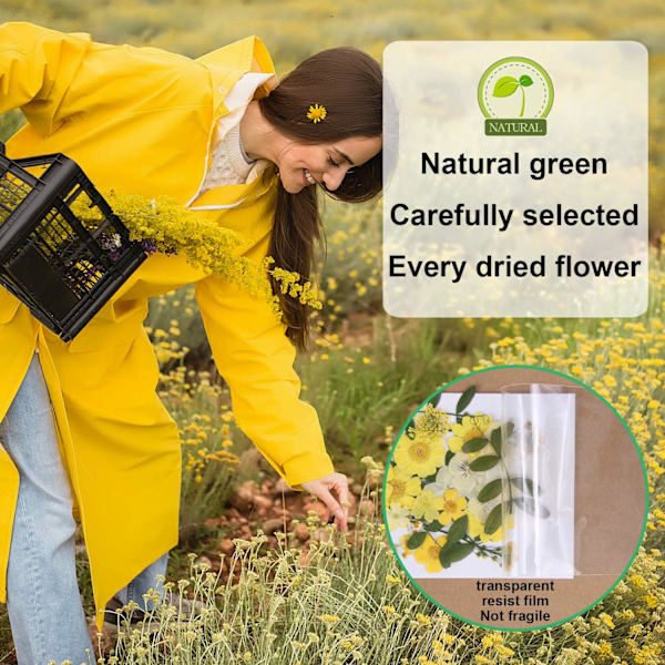 Tørrede pressede blomster, naturlige tørrede blomster, ægte pressede