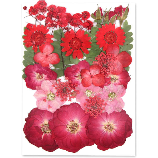 Tørrede pressede blomster, naturlige tørrede blomster, ægte pressede