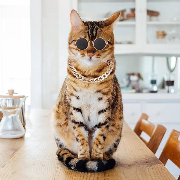 Kattesolbriller, Retro Kitten Solbriller med Rose Gold Chain Eye UV