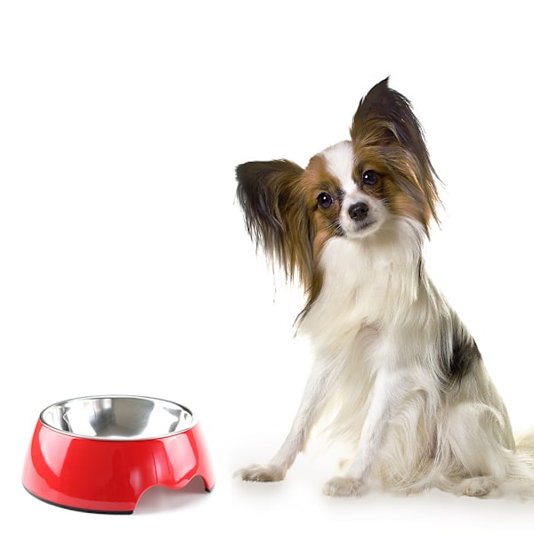 Melamin husdjursskål (inklusive skål i rostfritt stål) Dog Anti