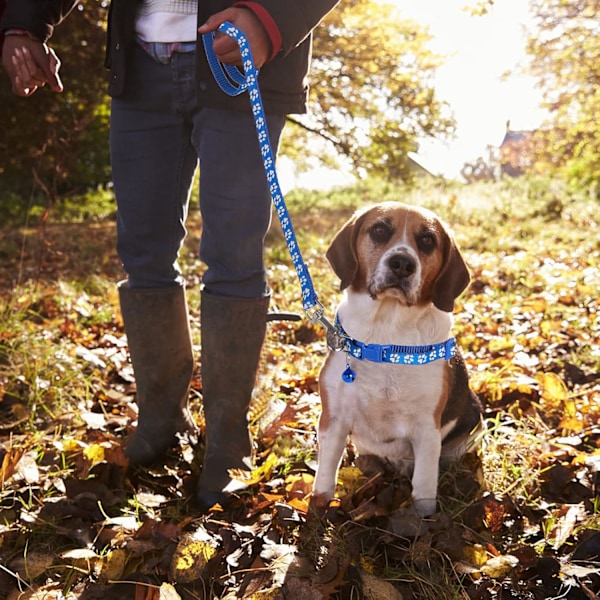 Hundevalp Kjæledyr Katt Halsbånd og Båndsett, Justerbart Kjæledyr Hundebil Halsbånd med Bånd, Holdbart Treningsrep Hurtigutløserklips Spenne Halsbånd