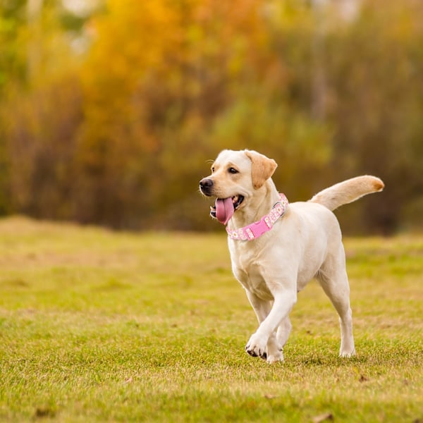 Flickhalsband för flickhund med prästkragar, sött rosa hundhalsband för valp, justerbart mjukt och hållbart hundhalsband för XS små medelstora stora hundar (S) D12