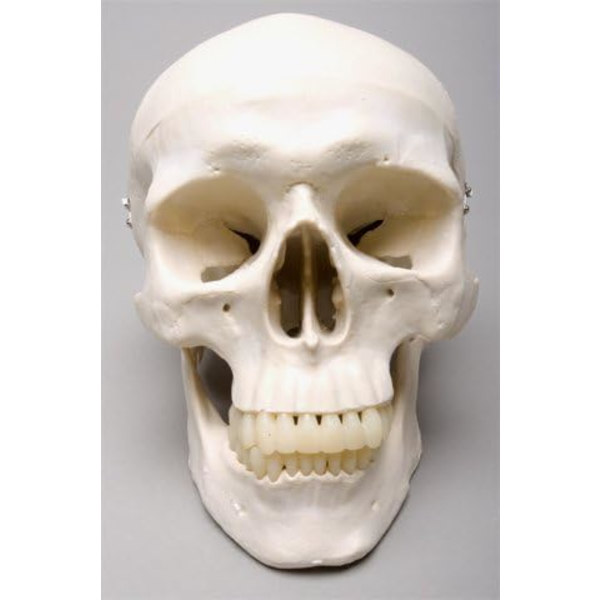 Livsstørrelse Harvey Skull - 2. Klasse