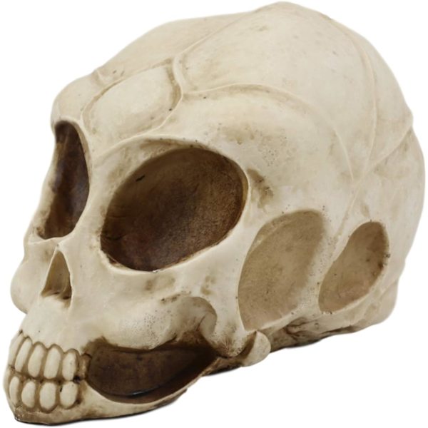 Ebros Roswell UFO Alien Honeycomb Elongated Skull Statue 8\"Lang Ekstra Terrestrial Skelet Monster Hoved Alkymi Ossuary Macabre     Dekorativ Multi