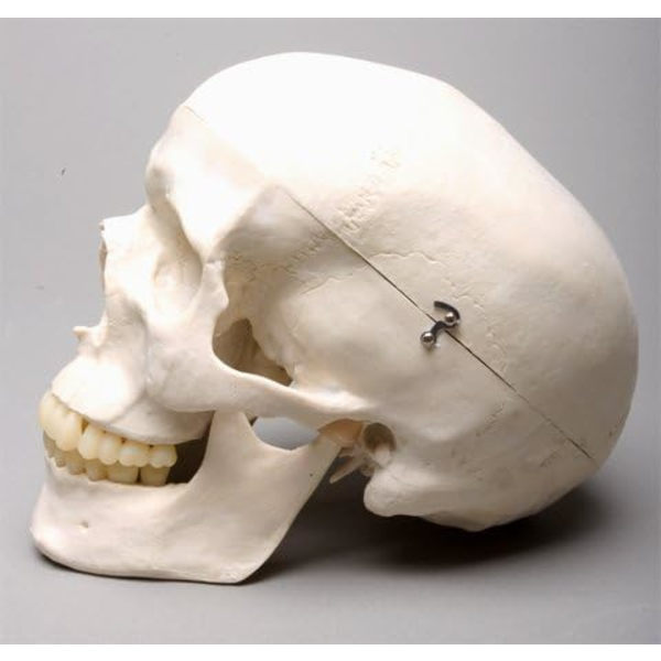 Livsstørrelse Harvey Skull - 2. Klasse