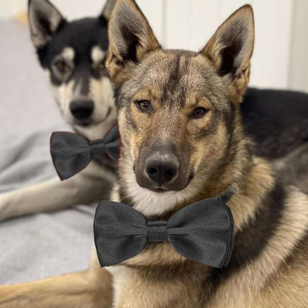 Sort slips til hunde, justerbar slips til hunde med butterfly, til mellemstore og store hunde, katte, kæledyr, bryllup, fødselsdag, dimission, ferie, jul, kostumer