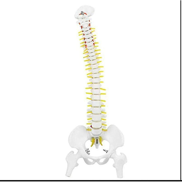 Biologisk model 45cm anatomisk fleksibel menneskelig rygsøjle hvirvelsøjle lænde kurve model anatomi rygsøjle Med