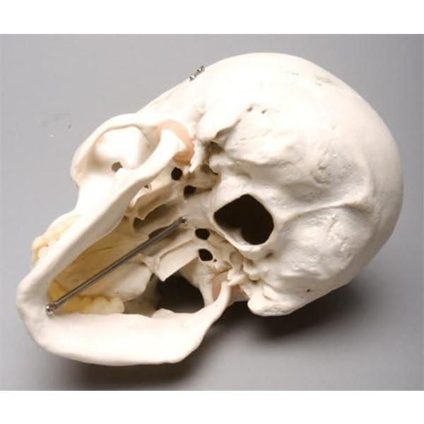 Livsstørrelse Harvey Skull - 2. Klasse