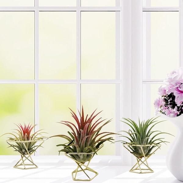 Geometrisk luftplanteholder (Guld 3 stk) - Metall Tillandsia Krukhylder