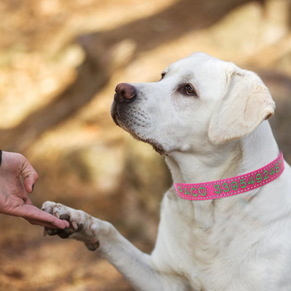 Halsband för hund, [broderat husdjursnamn + telefonnummer], mjukt neoprenfodrat andningsbart nylonpersonligt reflexhalsband - justerbara storlekar för