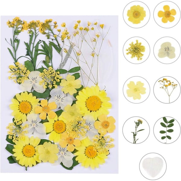 Tørrede pressede blomster, naturlige tørrede blomster, ægte pressede