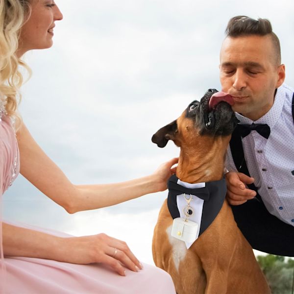 3-delad bröllopskrage för hundar, inklusive hundsmoking, bröllopsringbärare, bröllopsringhållare, justerbar hundhalsband med slips och koppel