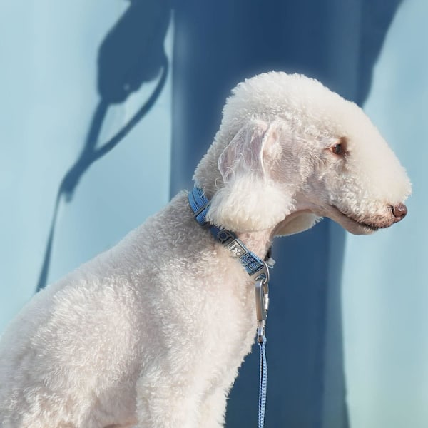 Hundehalsbånd og kobbelsett, personlig hundehalsbånd med reflekterende hundekobbel, hundehalsbånd og kobbel for små hunder justerbar størrelse denim blå S