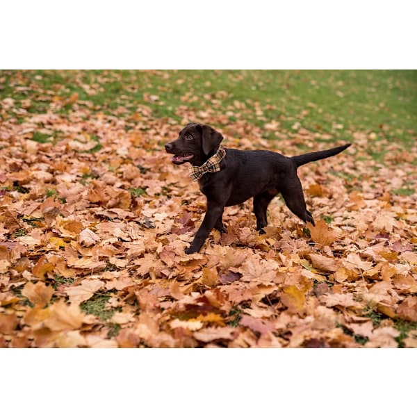 Halloween Hundehalsbånd med Butterfly - Sød Bomuld Justerbar Efterår Butterfly Hundehalsbånd med Metalspænde til Lille Mellem Stor Hund Pige Dreng Gave, L,