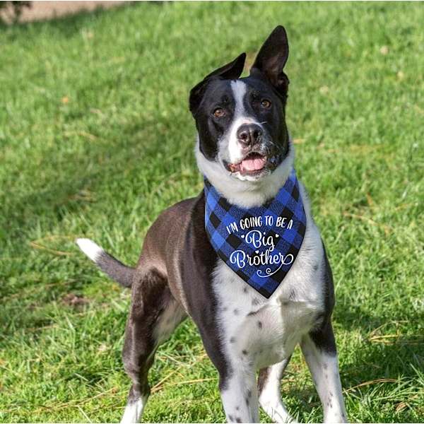 Jag ska bli storebror hundbandanas - husdjursbebis bulletin rutig hundhalsduk