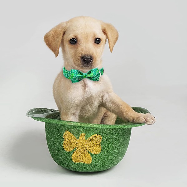 St. Patrick's Day Hundehalsbånd med Sløyfe Grønn Kløver Valpehalsbånd for Små Mellomstore Gutter Jenter Hunder-M Kløver Kløver