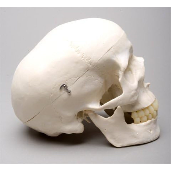 Livsstørrelse Harvey Skull - 2. Klasse