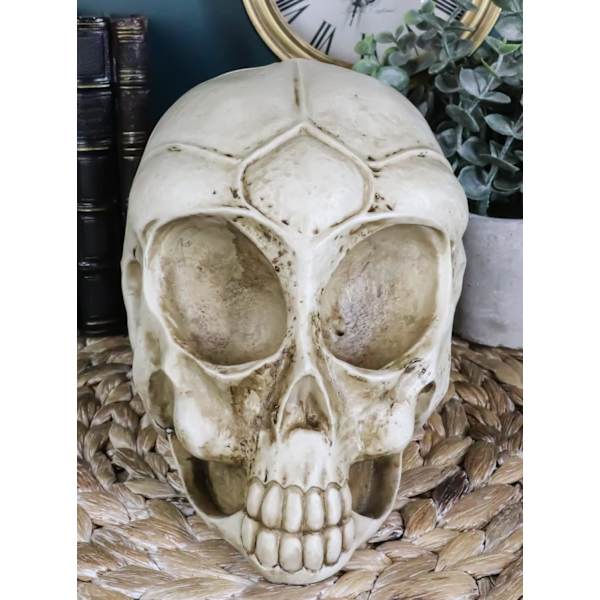 Ebros Roswell UFO Alien Honeycomb Elongated Skull Statue 8\"Lang Ekstra Terrestrial Skelet Monster Hoved Alkymi Ossuary Macabre     Dekorativ Multi