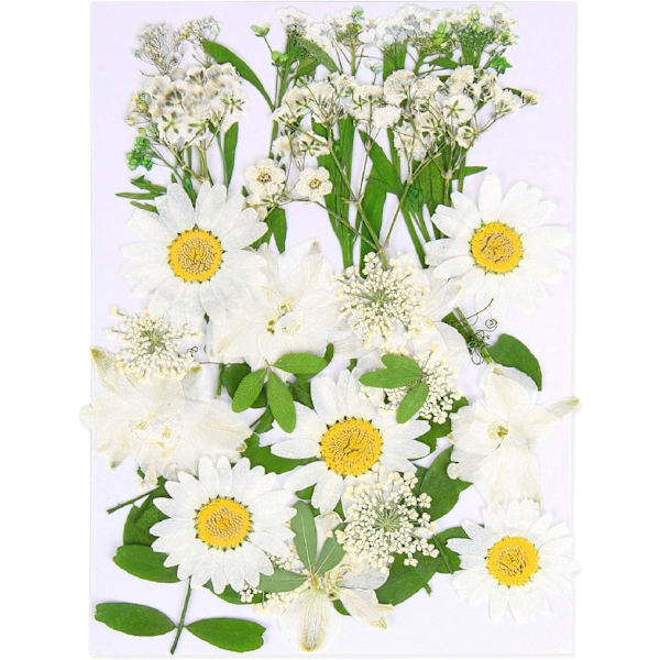 Tørrede pressede blomster, naturlige tørrede blomster, ægte pressede