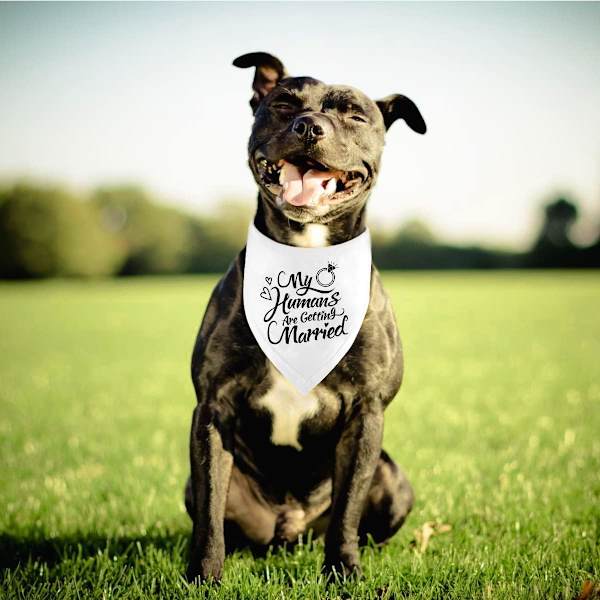 Forlovelsesgave Hunde Bandana - Bryllupsfotorekvisit og kæledyrstørklæde