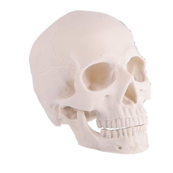 1 st Skull Dekoration Rolig Återanvändbar Hållbar Skull Mönster Craft Skull Ornament Skrivbordsdekoration