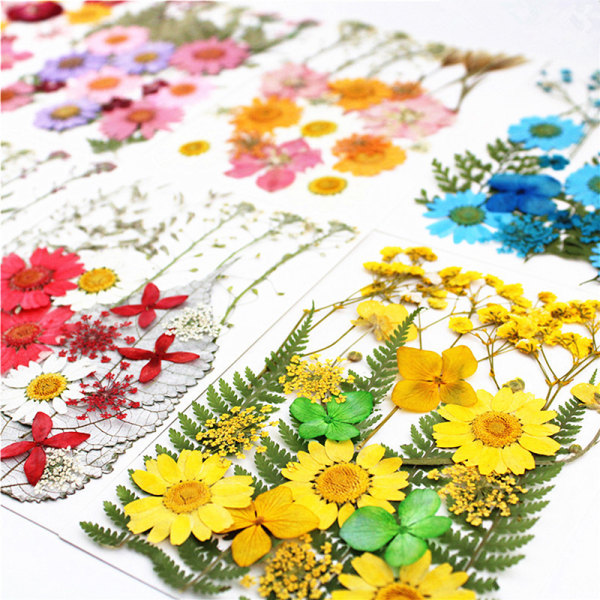 24 st Pressade blommor blandade torkade blommor DIY konst blomdekor C