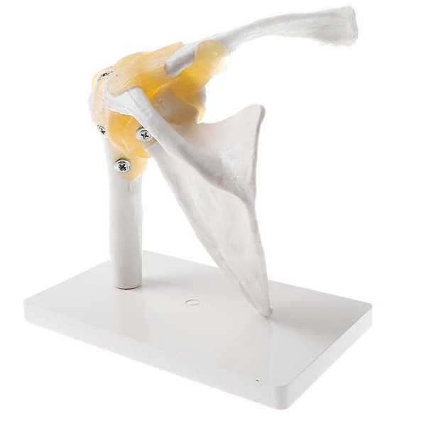 Människans Skulderledsmodell, Flexibel, Anatomisk Skuldra