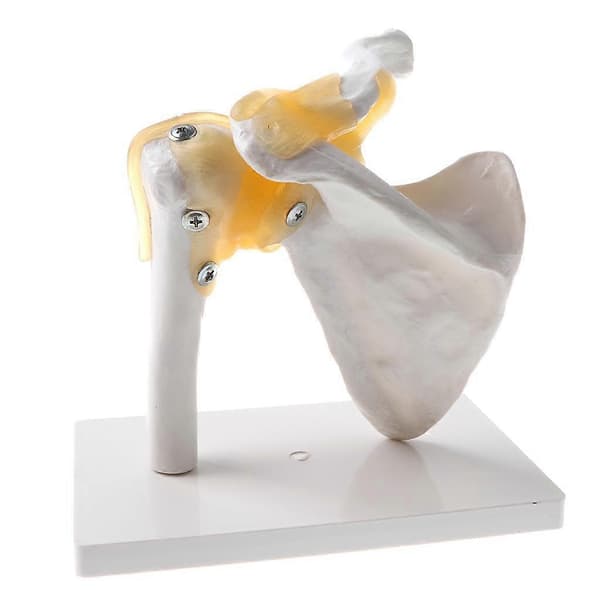 Människans Skulderledsmodell, Flexibel, Anatomisk Skuldra