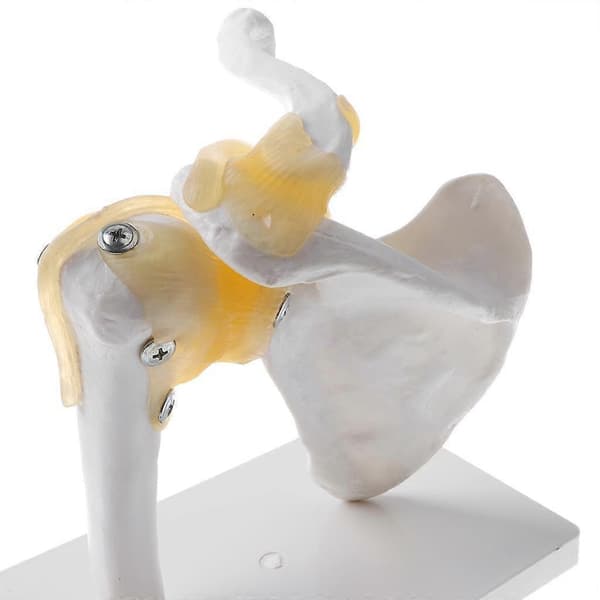 Människans Skulderledsmodell, Flexibel, Anatomisk Skuldra