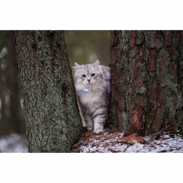 Lilcat 2 GPS-sporer for katter