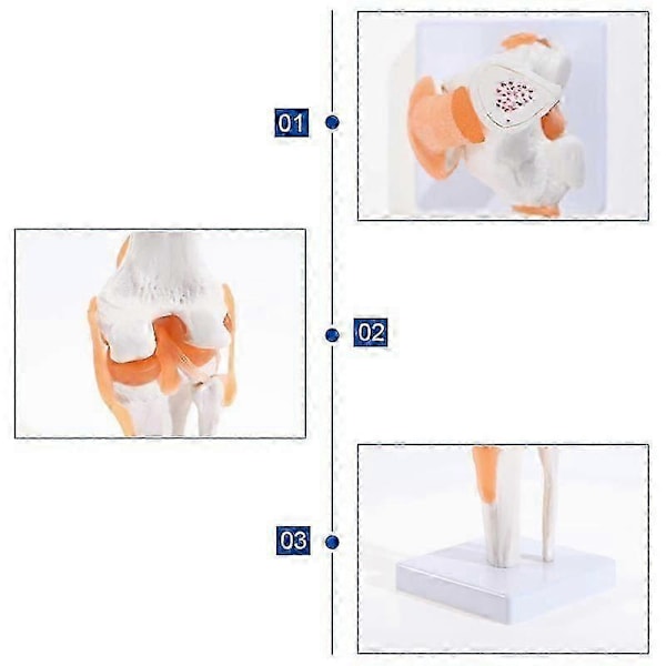 Anatomisk knäled med ligamentmodell, mänsklig 1:1 naturlig storlek, för vetenskaplig klassrumsstudie, displayundervisning B DS