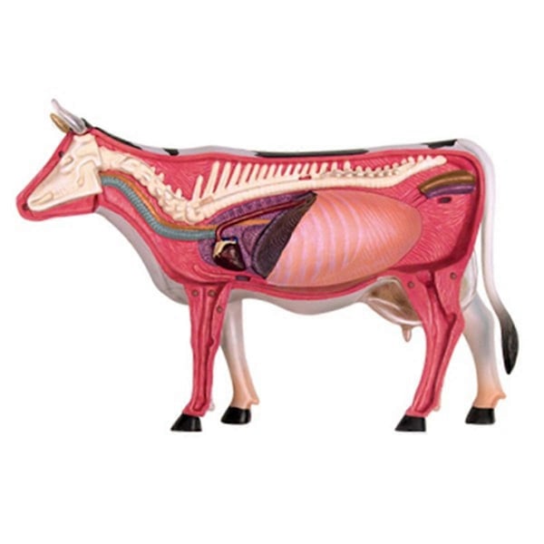 Anatomisk modell av dyreorganer 4D Ku Intelligens Monteringsleke Undervisningsmodell Ku Montert M