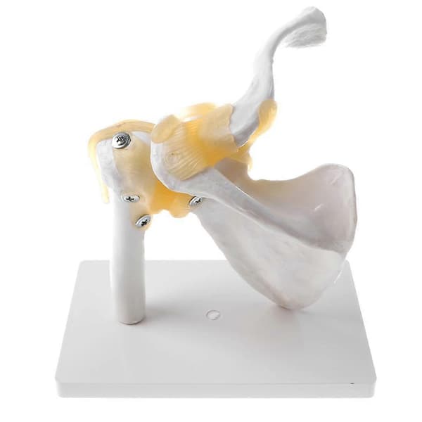 Människans Skulderledsmodell, Flexibel, Anatomisk Skuldra