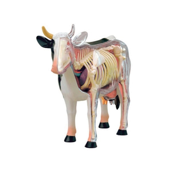 Anatomisk modell av dyreorganer 4D Ku Intelligens Monteringsleke Undervisningsmodell Ku Montert M