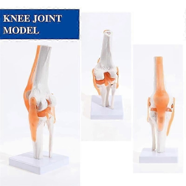 Anatomisk knæled med ligamenter model, menneskelig 1:1 naturlig størrelse, til videnskabelig klasserumstudie, display undervisning B DS