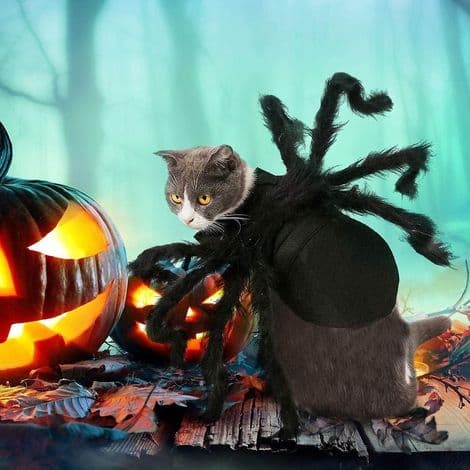 Justerbart edderkoppekostume til små og mellemstore hunde og katte, edderkoppekostume til Halloween.