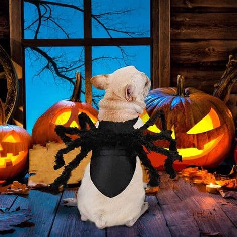 Justerbart edderkoppekostume til små og mellemstore hunde og katte, edderkoppekostume til Halloween.
