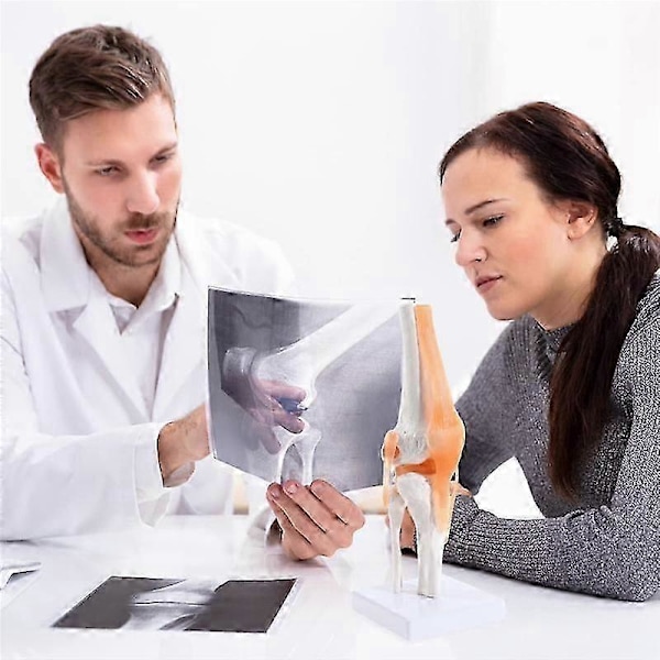 Anatomisk knæled med ligamenter model, menneskelig 1:1 naturlig størrelse, til videnskabelig klasserumstudie, display undervisning B DS