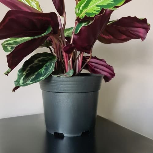 20-Pack - Planting Pots / Pots - 16 cm Svart black